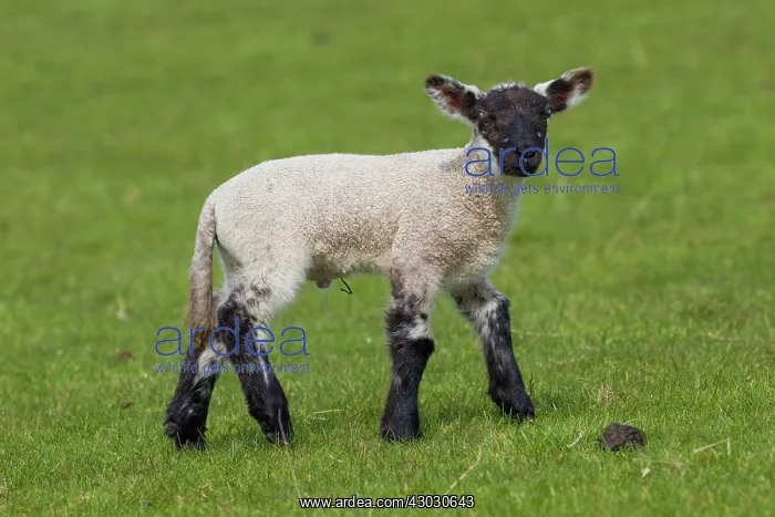 : Domestic sheep lamb