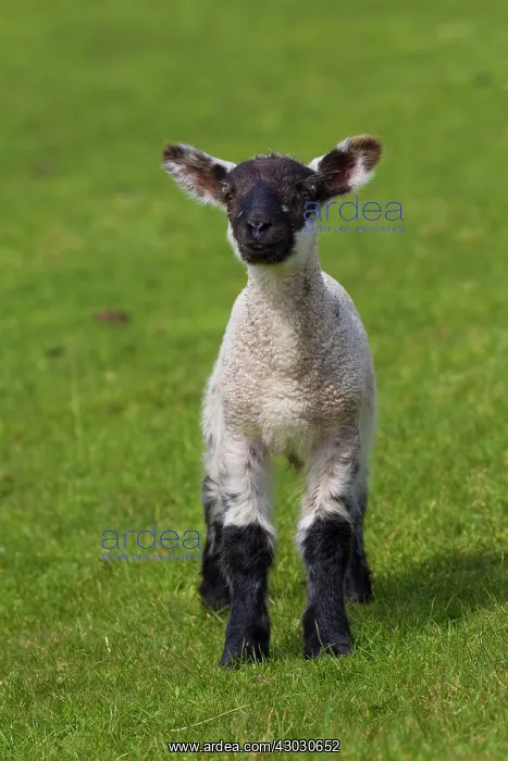  : Domestic sheep lamb