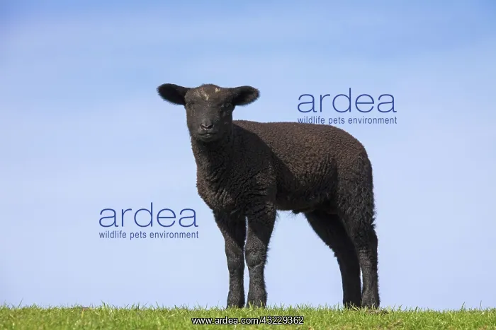  : Domestic Sheep lamb