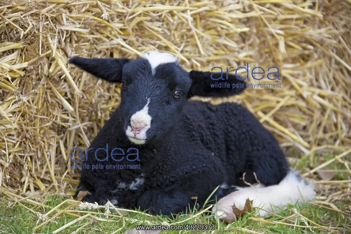  : Domestic Sheep lamb
