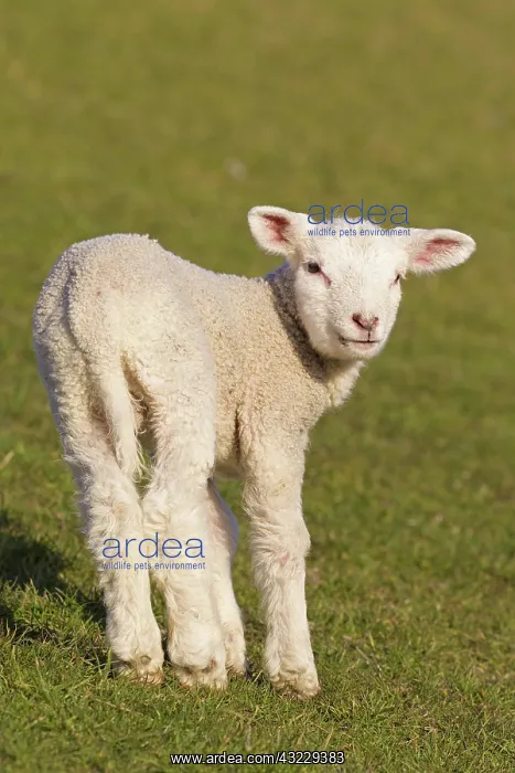  : Domestic Sheep lamb