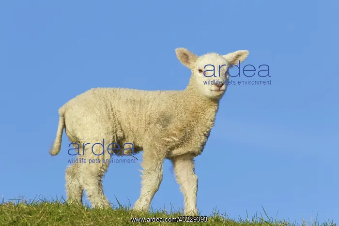  : Domestic Sheep lamb
