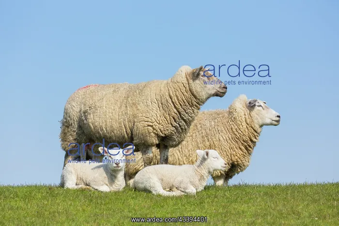 : Domestic Sheep with lamb : Domestic Sheep with lamb