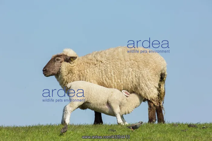 : Domestic Sheep with lamb : Domestic Sheep with lamb