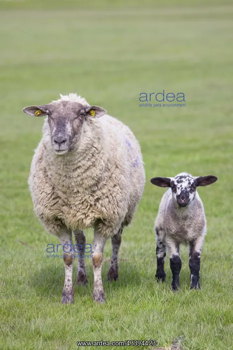 : Domestic Sheep with lamb : Domestic Sheep with lamb