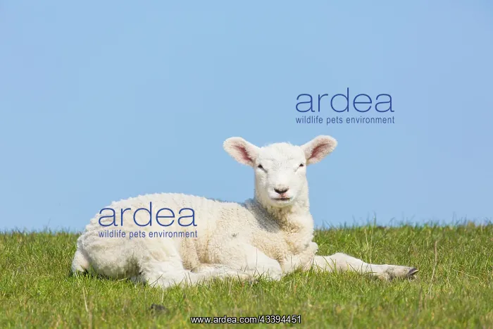: Domestic Sheep lamb : Domestic Sheep lamb