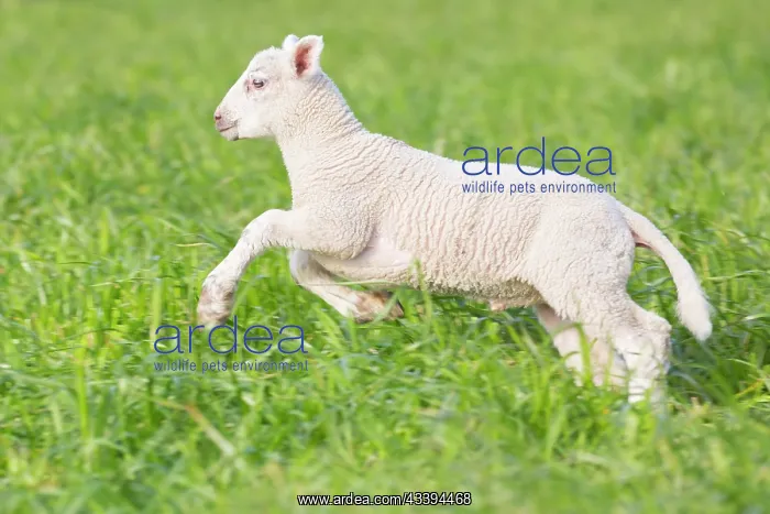 : Domestic Sheep lamb : Domestic Sheep lamb