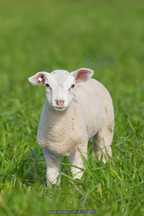 : Domestic Sheep lamb : Domestic Sheep lamb
