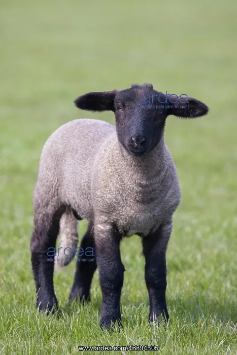 : Domestic Sheep lamb : Domestic Sheep lamb