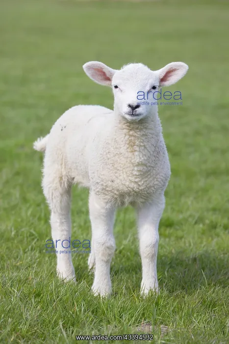 : Domestic Sheep lamb : Domestic Sheep lamb