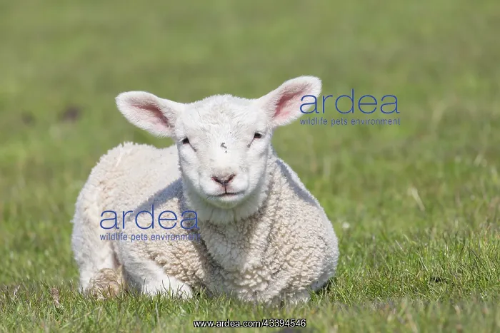 : Domestic Sheep lamb : Domestic Sheep lamb