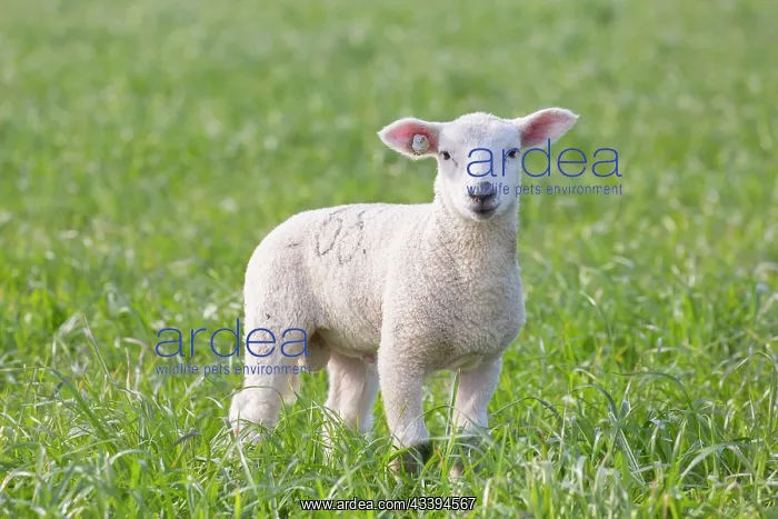 : Domestic Sheep lamb : Domestic Sheep lamb