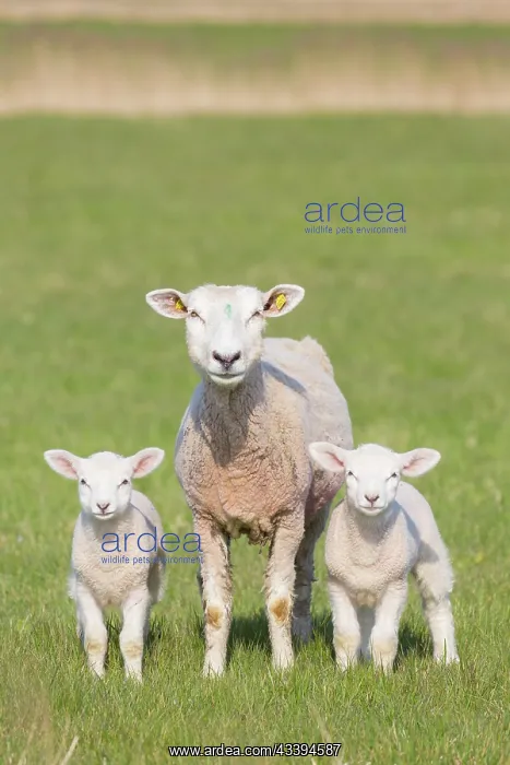 : Domestic Sheep with lamb : Domestic Sheep with lamb