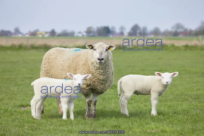 : Domestic Sheep with lamb : Domestic Sheep with lamb