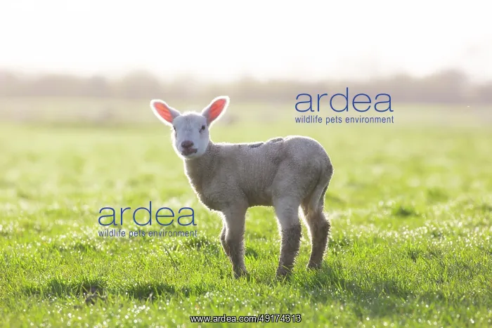 : Domestic sheep lamb : Domestic sheep lamb