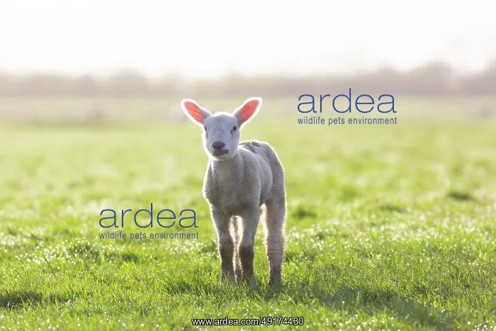: Domestic sheep lamb : Domestic sheep lamb