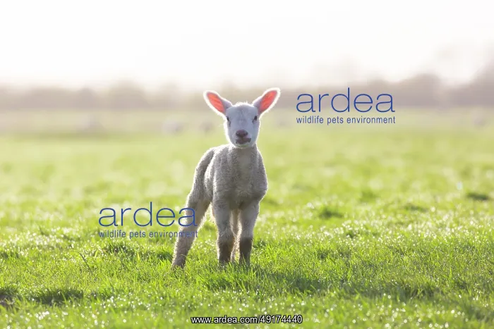: Domestic sheep lamb : Domestic sheep lamb
