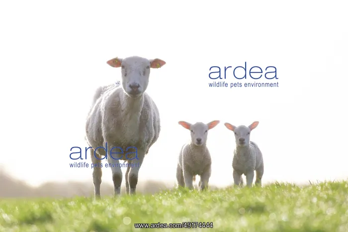 : Domestic sheep with lamb : Domestic sheep with lamb