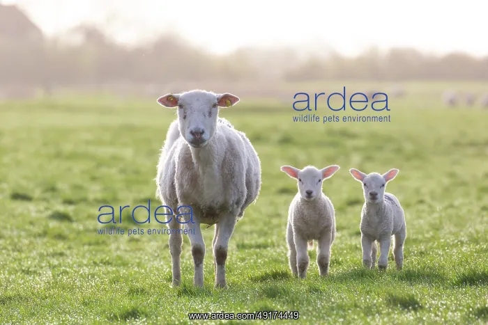  : Domestic sheep with lamb
