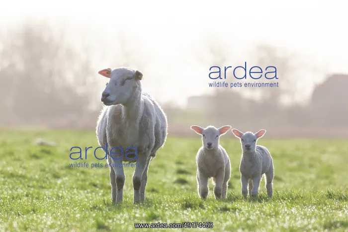: Domestic sheep with lamb : Domestic sheep with lamb