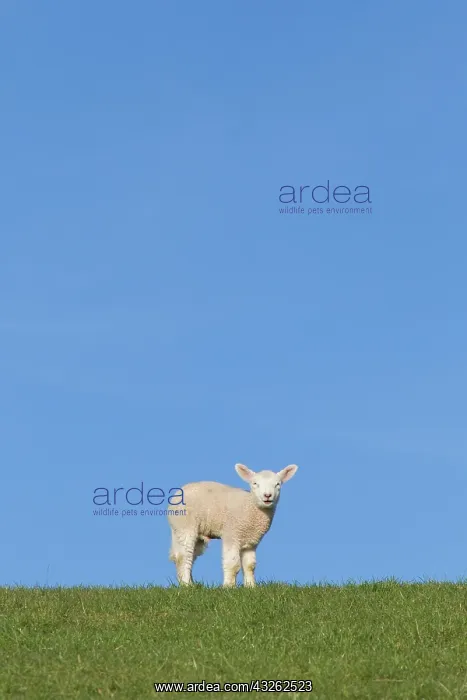 : Domestic Sheep - lamb on a meadow in spring - Germany : Domestic Sheep - lamb on a meadow in spring - Germany