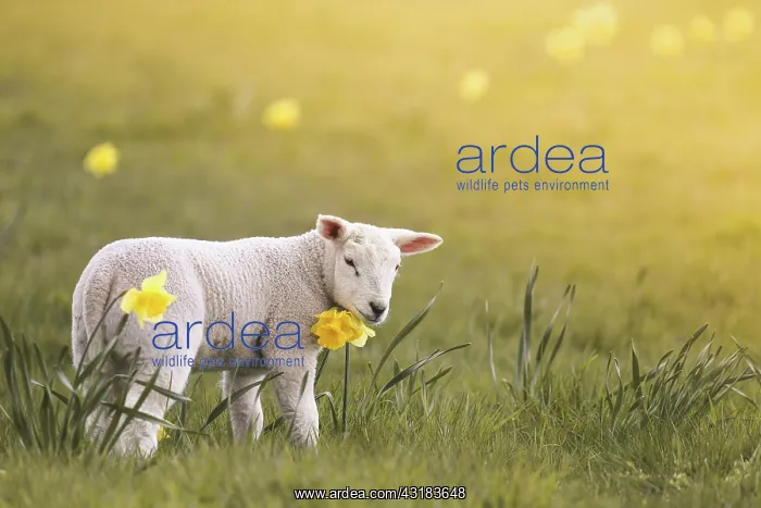 : Domestic sheep, lamb and yellow daffodils on the : Domestic sheep, lamb and yellow daffodils on the