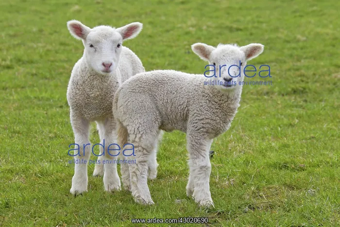  : Domestic Sheep lambs