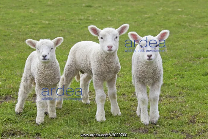  : Domestic Sheep lambs
