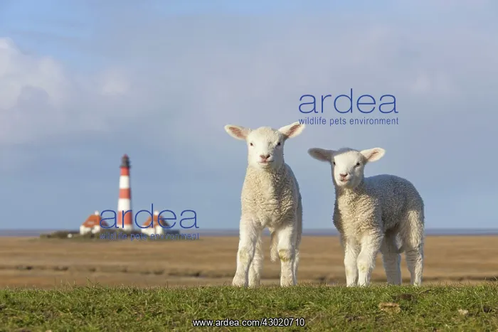  : Domestic Sheep lambs