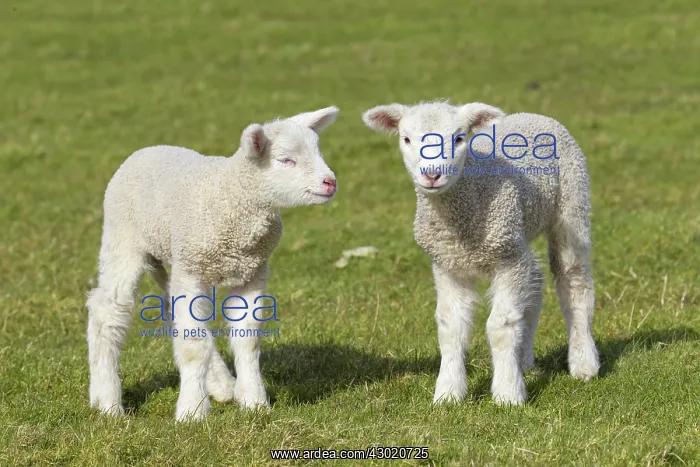  : Domestic Sheep lambs