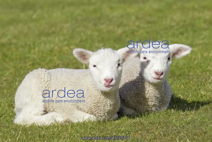  : Domestic Sheep lambs