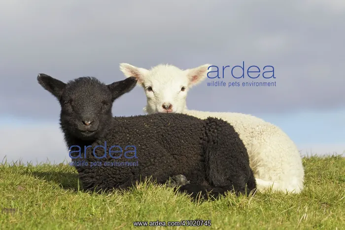 : Domestic Sheep lambs : Domestic Sheep lambs