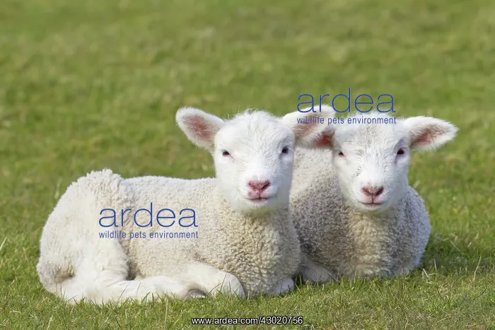  : Domestic Sheep lambs