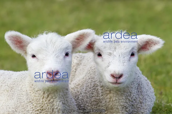  : Domestic Sheep lambs