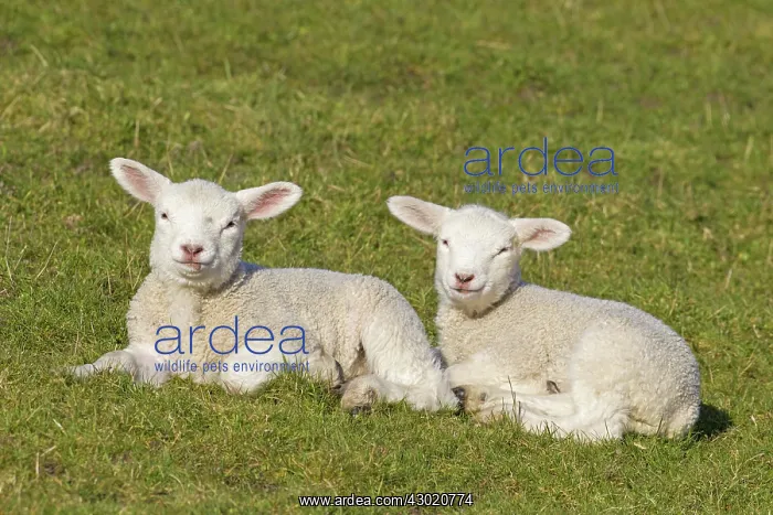  : Domestic Sheep lambs