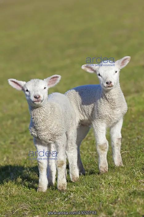  : Domestic Sheep lambs