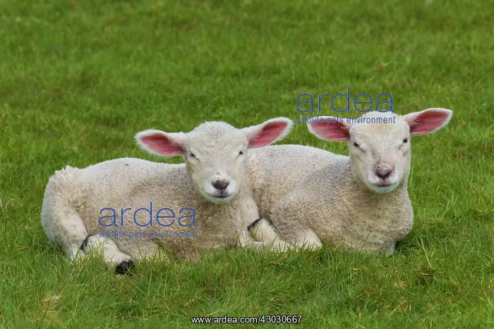  : Domestic sheep lambs