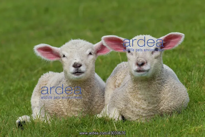  : Domestic sheep lambs