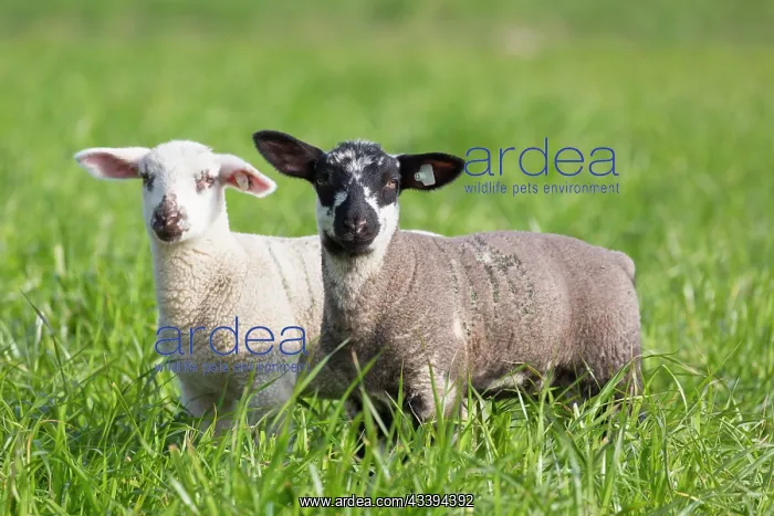 : Domestic Sheep lambs : Domestic Sheep lambs