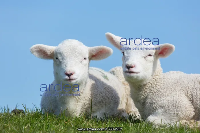 : Domestic Sheep lambs : Domestic Sheep lambs