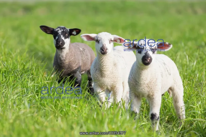 : Domestic Sheep lambs : Domestic Sheep lambs