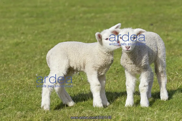  : Domestic Sheep lambs