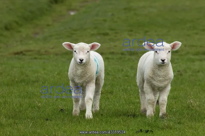 : Domestic sheep, lambs on the dike, Nordstrand, Schleswig-Hol : Domestic sheep, lambs on the dike, Nordstrand, Schleswig-Hol
