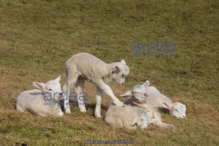 : Domestic sheep, lambs, Hallig Hooge, North Frisian : Domestic sheep, lambs, Hallig Hooge, North Frisian