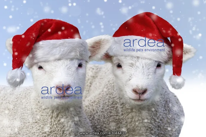 : Domestic Sheep, lambs wearing Christmas hat in winter snow : Domestic Sheep, lambs wearing Christmas hat in winter snow