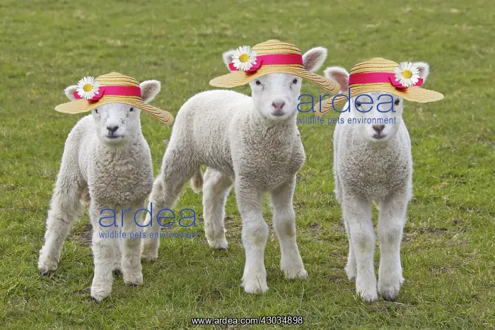 : Domestic Sheep, lambs wearing Easter Bonnets / straw hats : Domestic Sheep, lambs wearing Easter Bonnets / straw hats
