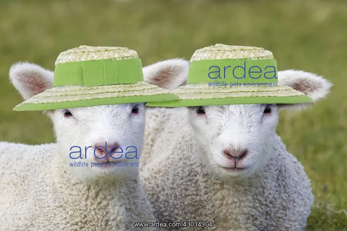 : Domestic Sheep, lambs wearing straw hats, Easter bonnets : Domestic Sheep, lambs wearing straw hats, Easter bonnets