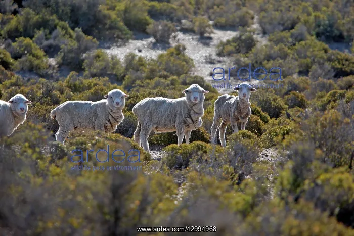 : Domestic Sheep - Merino : Domestic Sheep - Merino