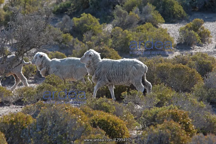 : Domestic Sheep - Merino : Domestic Sheep - Merino