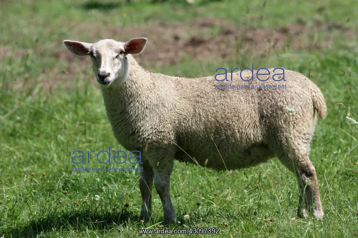 : Sheep. Domestic sheep (Ovis aries) : Sheep. Domestic sheep (Ovis aries)